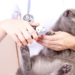 Puis-je couper les ongles de mon chaton ?