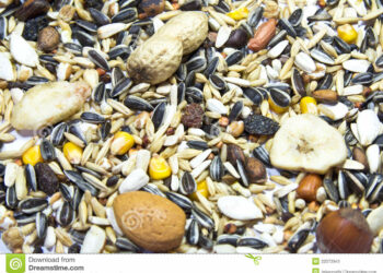 Puis-je donner des noix à mon perroquet ?