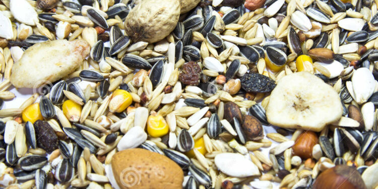 Puis-je donner des noix à mon perroquet ?