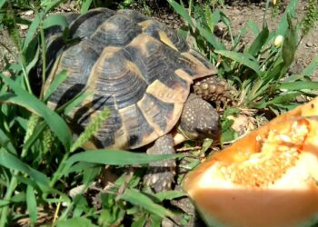 Puis-je donner du concombre à la tortue ?