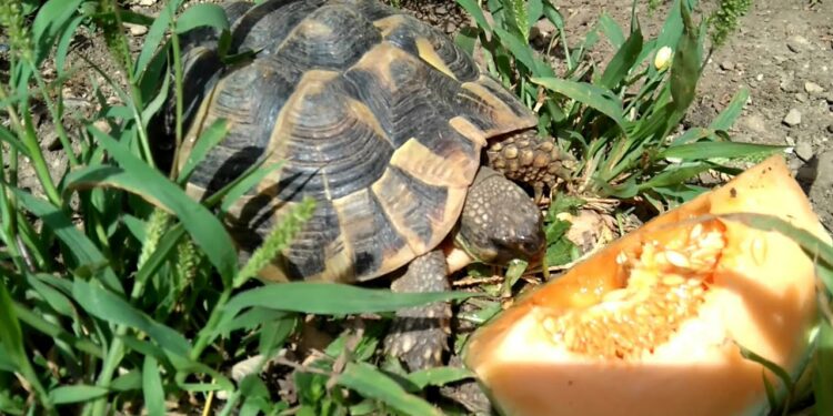 Puis-je donner du concombre à la tortue ?