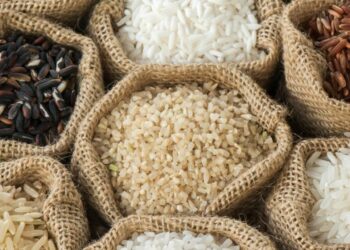 Puis-je donner du riz tous les jours à mon chien ?