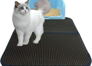 Puis-je faire euthanasier mon chat ?