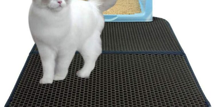 Puis-je faire euthanasier mon chat ?