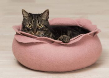 Puis-je laisser mon chat dehors la nuit ?