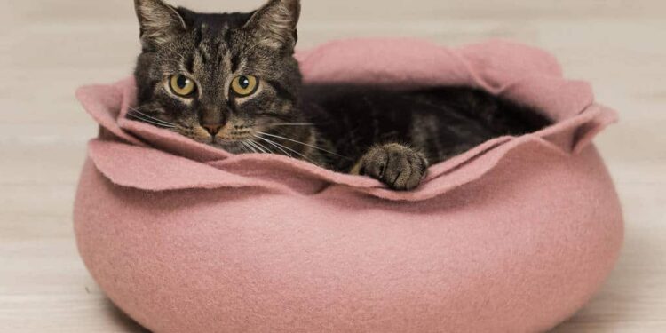 Puis-je laisser mon chat dehors la nuit ?