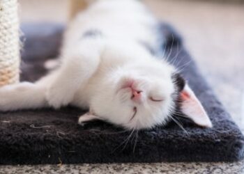 Puis-je laisser mon chat seul 2 semaines ?