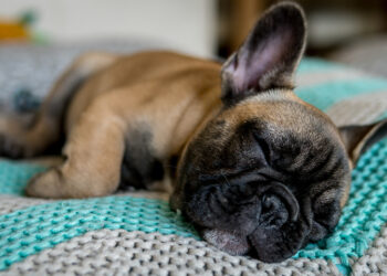 Puis-je laisser mon chien dehors ?