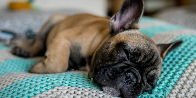 Puis-je laisser mon chien dehors ?