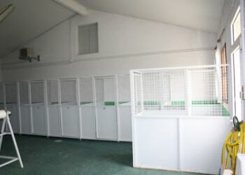 Puis-je laisser mon chien dehors l'hiver ?