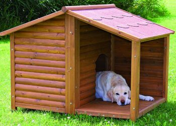 Puis-je laisser mon chien dehors l'hiver ?