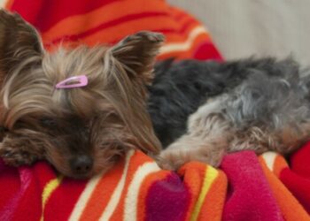 Puis-je laisser mon chien dehors l'hiver ?