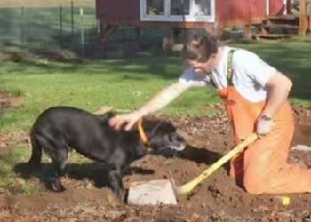 Puis-je laisser mon chien dehors l'hiver ?