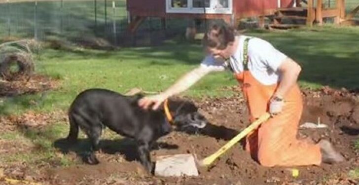 Puis-je laisser mon chien dehors l'hiver ?