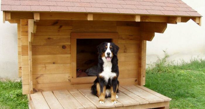 Puis-je laisser mon chien dehors l'hiver ?