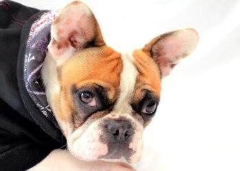 Puis-je laisser mon chien dehors l'hiver ?