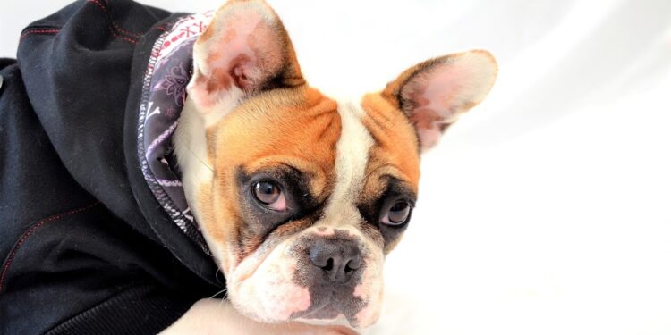 Puis-je laisser mon chien dehors l'hiver ?