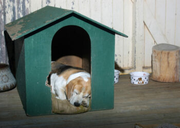 Puis-je laisser mon chien dehors l'hiver ?