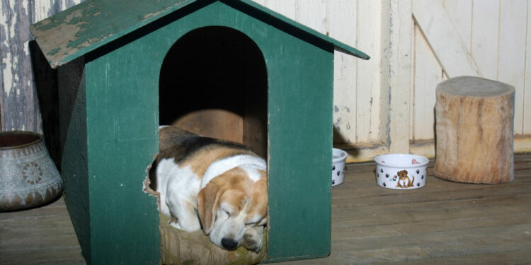 Puis-je laisser mon chien dehors l'hiver ?
