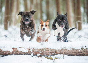 Puis-je laisser mon chien dehors l'hiver ?