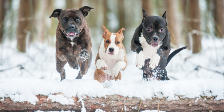 Puis-je laisser mon chien dehors l'hiver ?