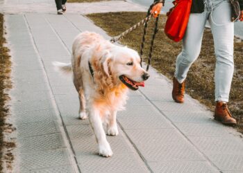 Puis-je laisser mon chien seul 2 jours ?