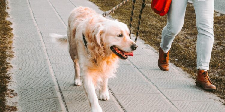 Puis-je laisser mon chien seul 2 jours ?