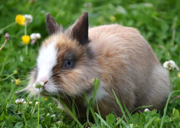 Puis-je laisser mon lapin nain seul ?