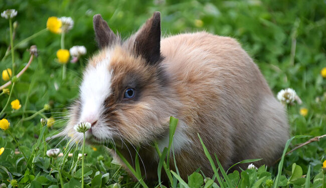 Puis-je laisser mon lapin nain seul ?