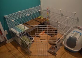 Puis-je mettre la cage de mon lapin dehors ?