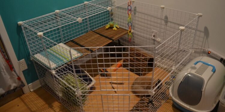 Puis-je mettre la cage de mon lapin dehors ?