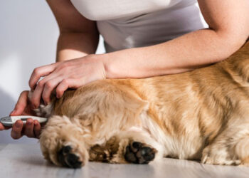 Quand Fait-il trop froid pour un chien ?