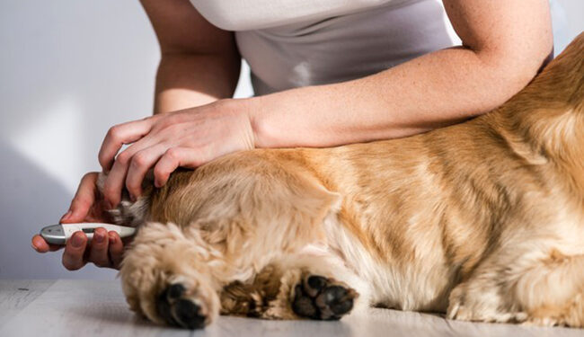 Quand Fait-il trop froid pour un chien ?