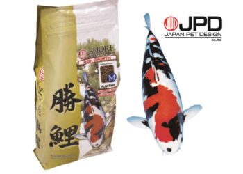 Quand Faut-il arrêter de nourrir les koï ?