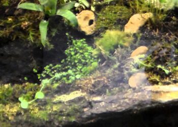 Quand Fermer un terrarium ?