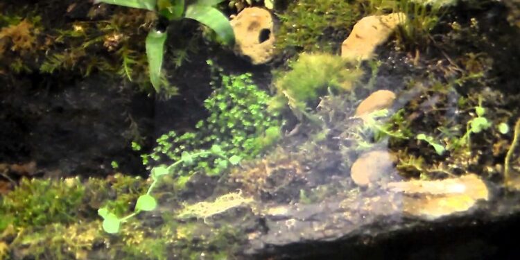 Quand Fermer un terrarium ?