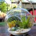 Quand Fermer un terrarium ?