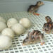 Quand Peut-on toucher les poussins ?