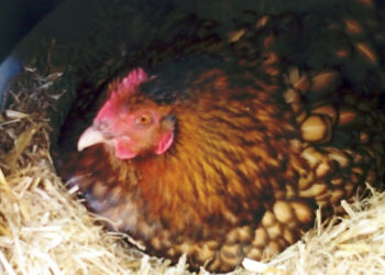 Quand Peut-on toucher les poussins ?