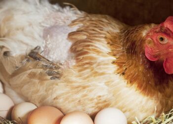 Quand Peut-on toucher les poussins ?