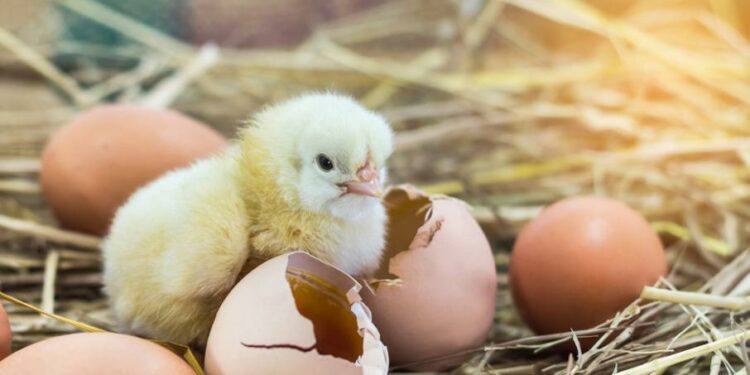 Quand Peut-on toucher les poussins ?