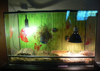 Quand allumer lampe chauffante tortue ?