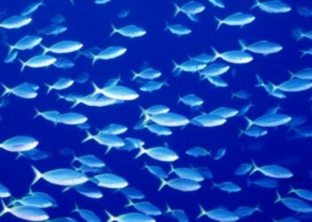 Quand allumer le CO2 dans l'aquarium ?
