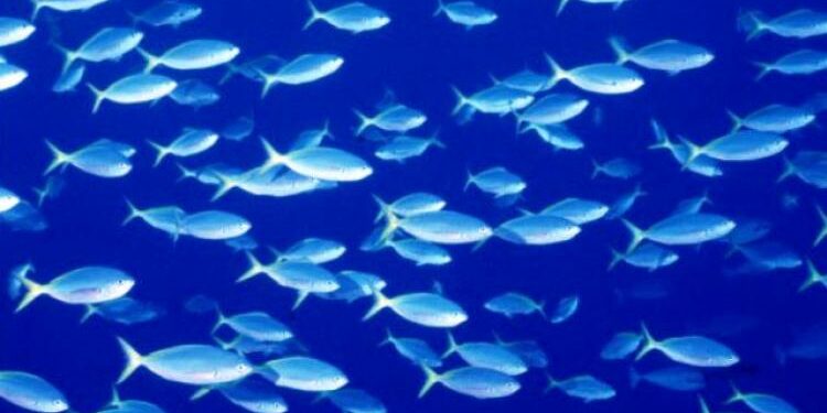 Quand allumer le CO2 dans l'aquarium ?