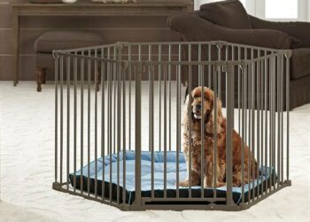 Quand arrêter cage chien ?