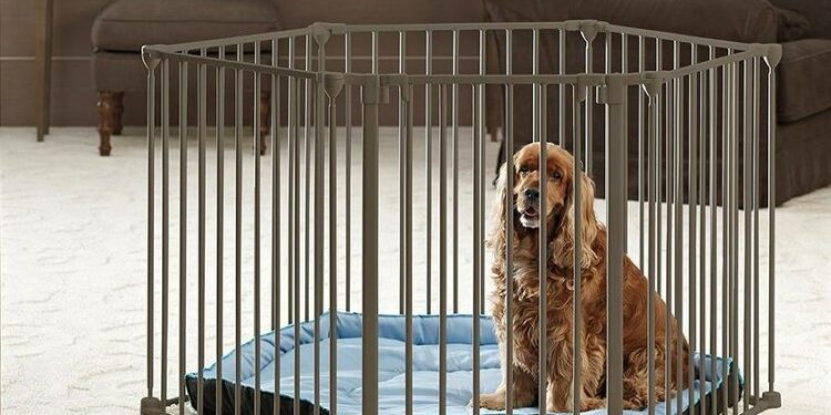 Quand arrêter cage chien ?