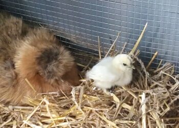 Quand arrêter de chauffer les poussins ?