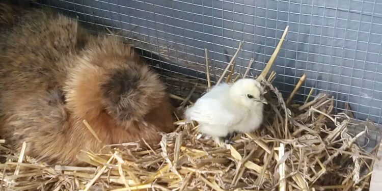 Quand arrêter de chauffer les poussins ?