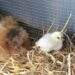 Quand arrêter de chauffer les poussins ?