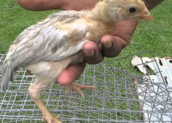 Quand arrêter de chauffer les poussins ?